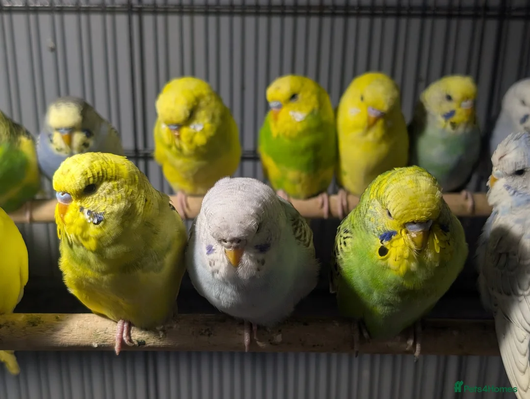 Budgerigars birds for sale: Lovely Group of Budgies  - Advert 18