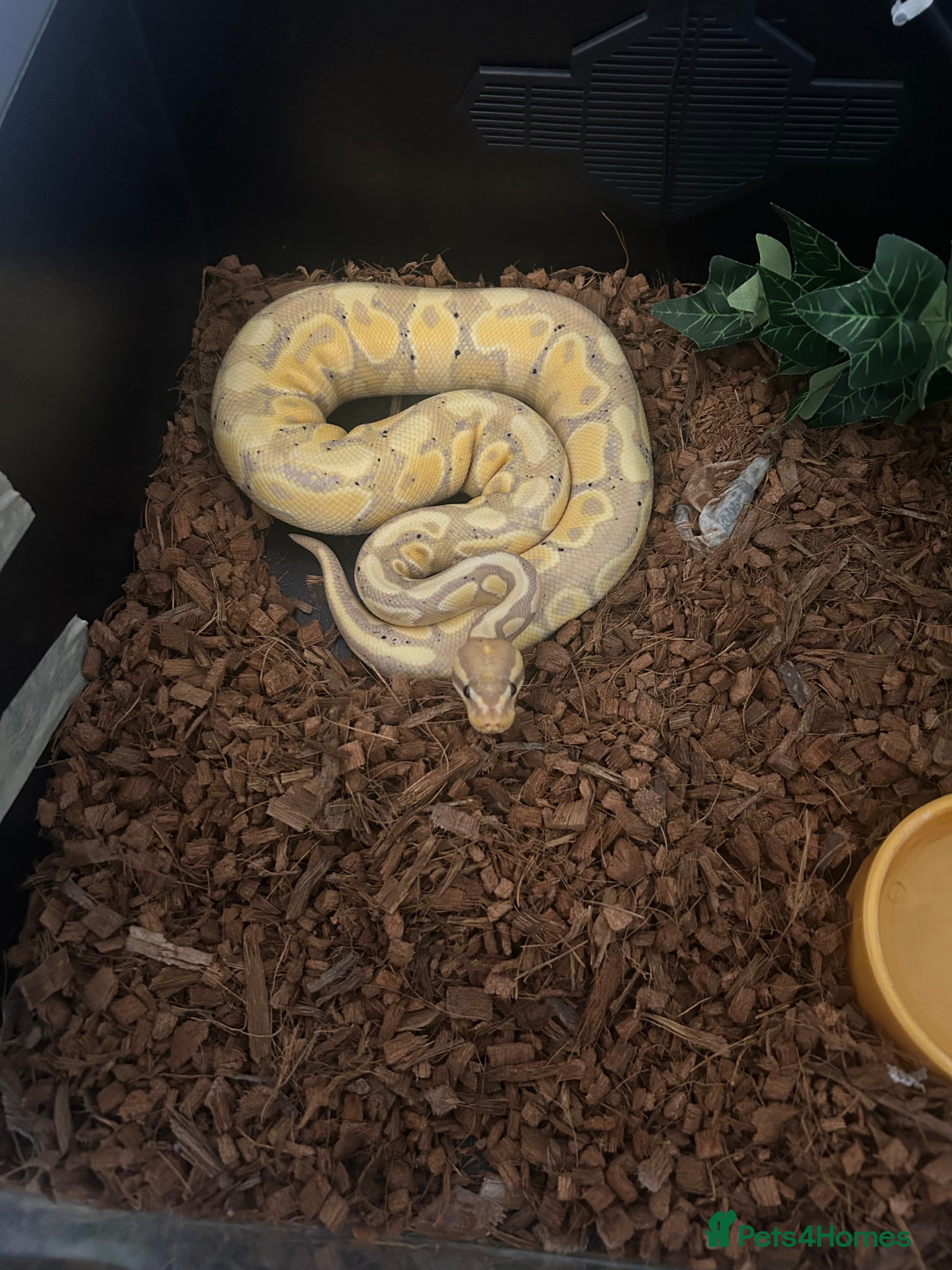 Python Snake reptiles Royal ball python ( banana)  - Advert 2