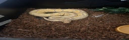 Python Snake reptiles for sale: Royal ball python ( banana)  - Advert 1