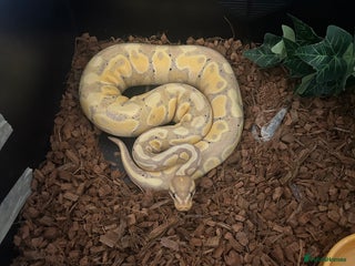Python Snake reptiles Royal ball python ( banana) - Advert 1