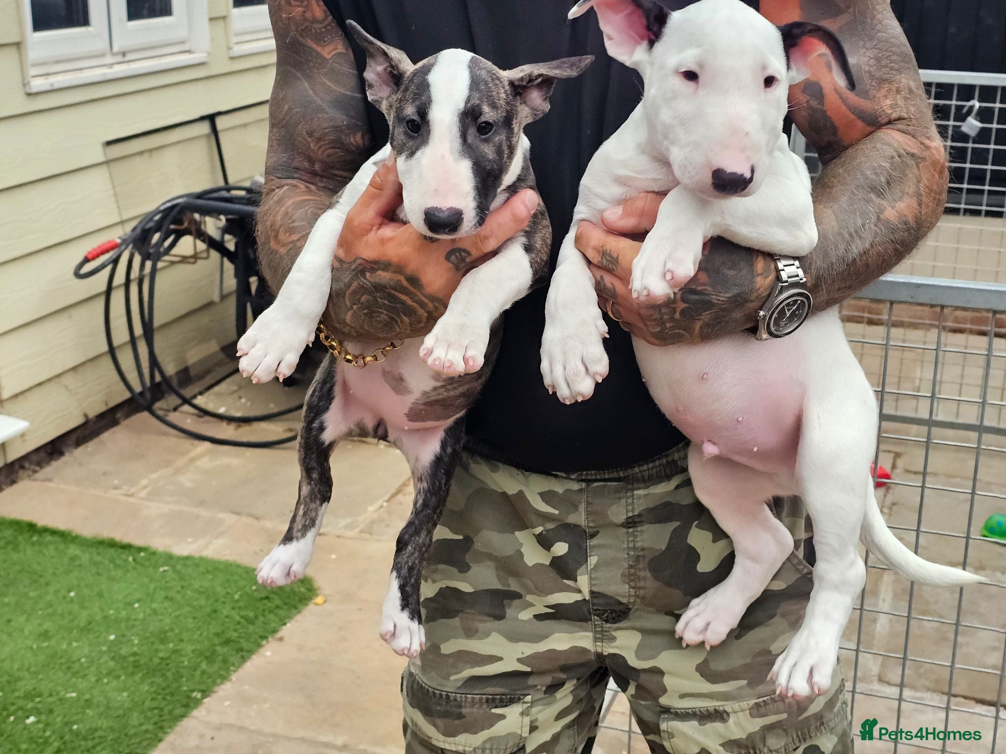 English Bull Terrier dogs English bullterrier pups for sale - Advert 1