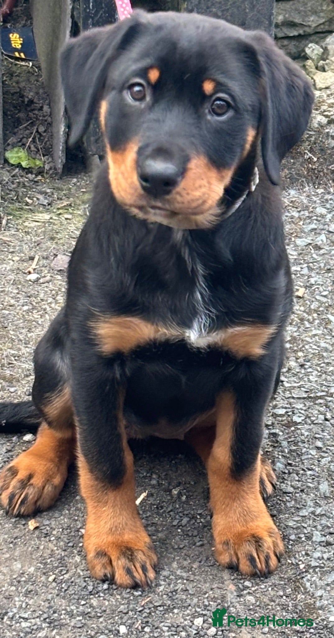 Mixed Breed dogs for sale: Border Rotty puppies for sale  - Advert 1