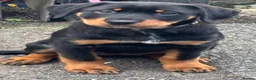 Mixed Breed dogs for sale: Border Rotty puppies for sale  - Advert 1