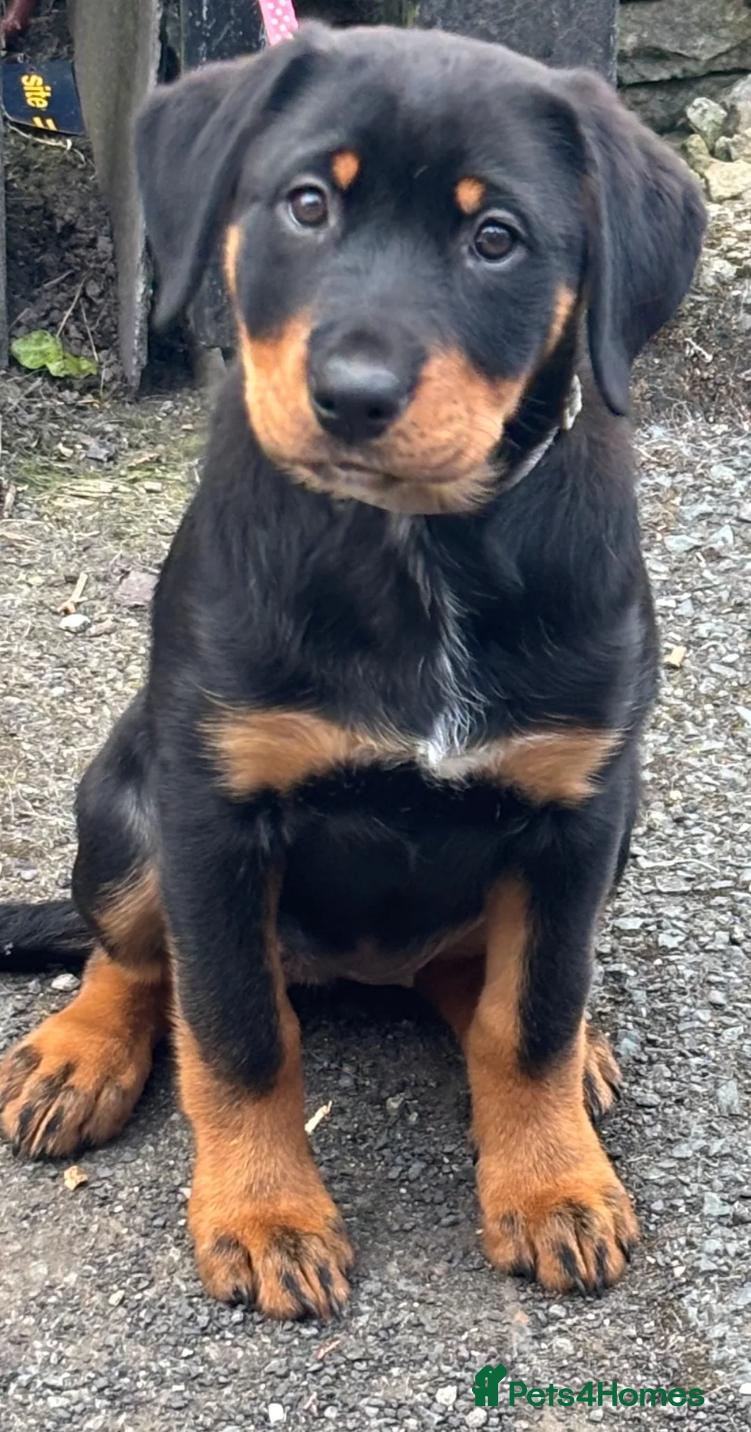 Mixed Breed dogs for sale: Border Rotty puppies for sale  - Advert 1