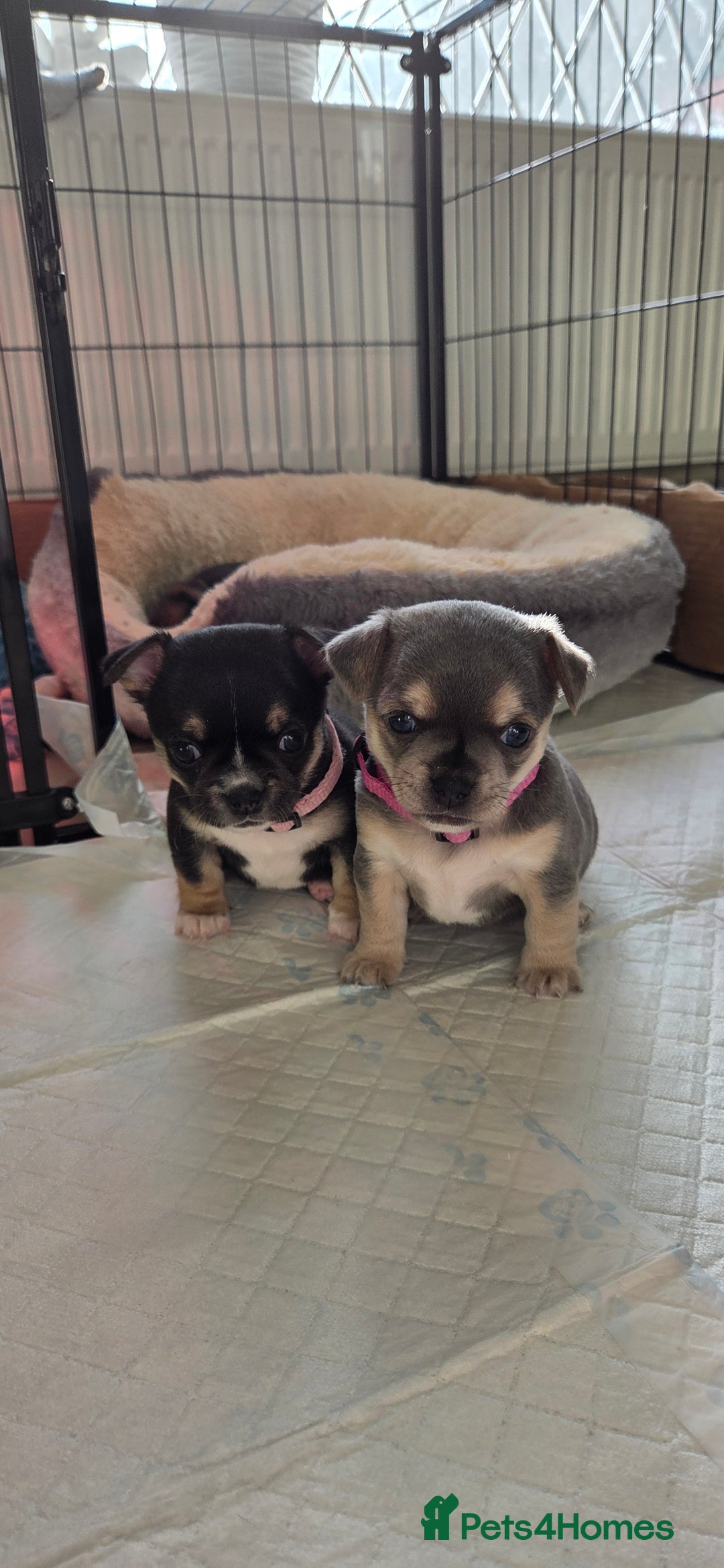 Mixed Breed dogs for sale: Adorable F1b Bullhuahua puppies - Image 5