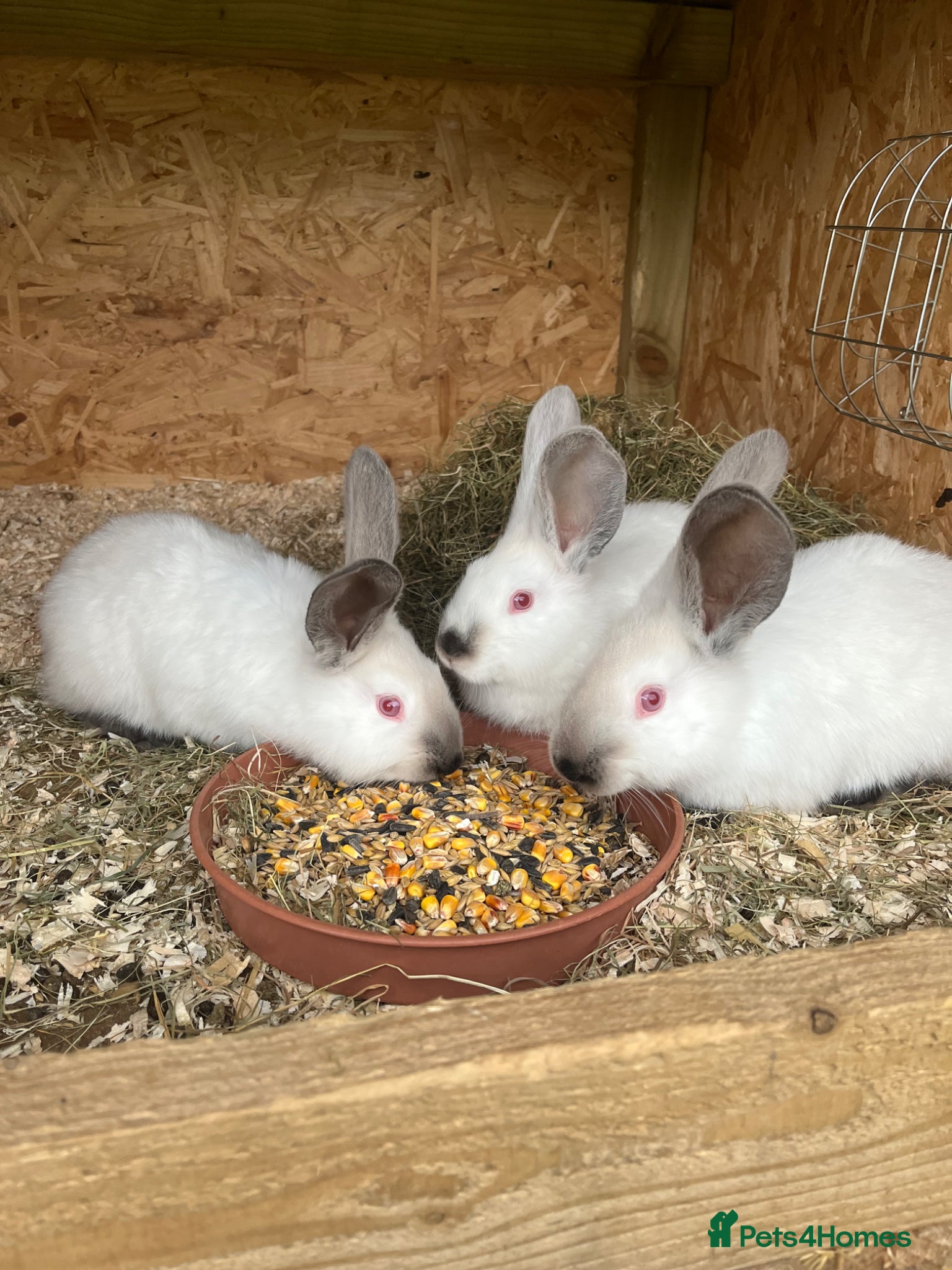 Continental Giant rabbits Rabbits for sale  - Advert 1