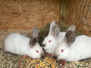 Continental Giant rabbits Rabbits for sale - Advert 1