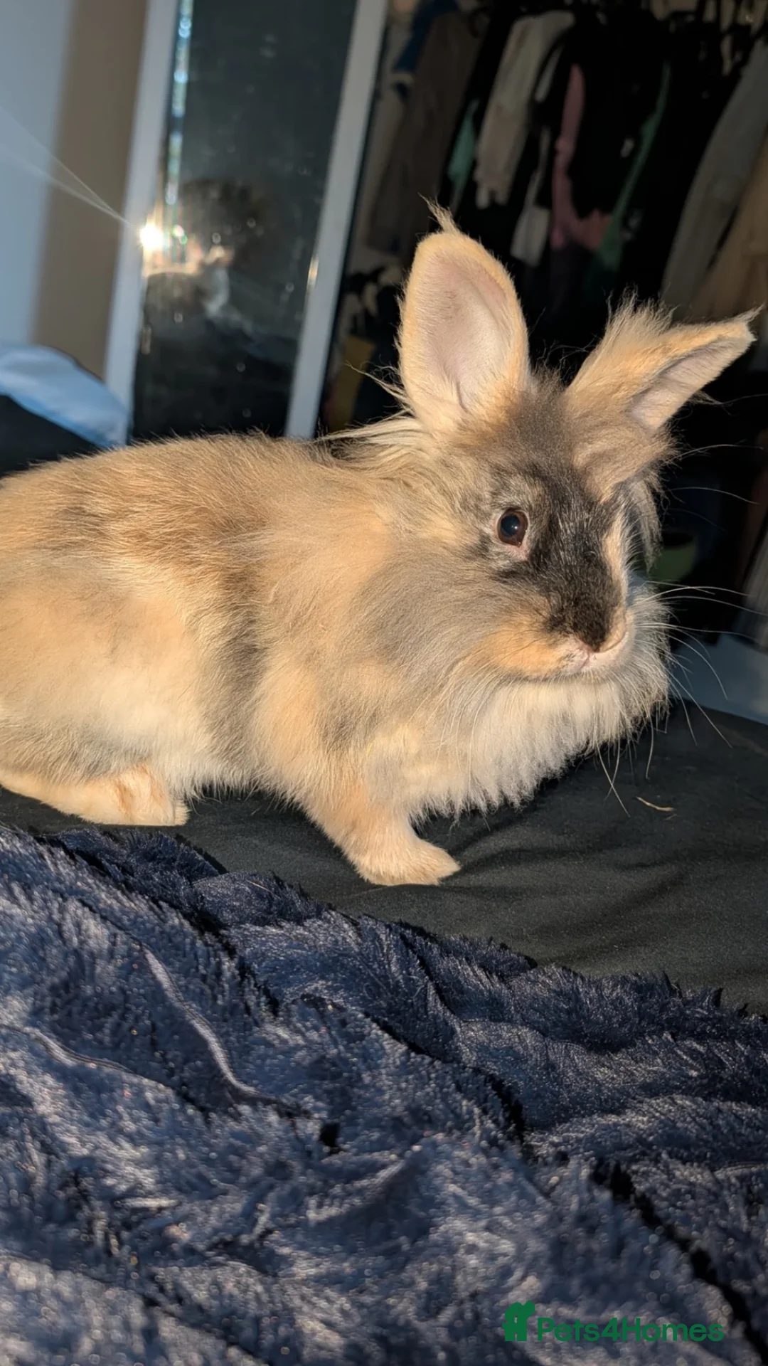 Lionhead rabbits for sale: girl lion head. - Advert 1
