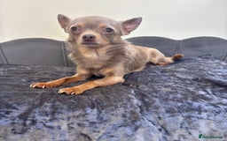 Chihuahua dogs for stud: KC Reg lilac Stunning Stud Boy in Bury Saint Edmunds - Image 15