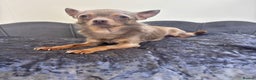 Chihuahua dogs for stud: KC Reg lilac Stunning Stud Boy in Bury Saint Edmunds - Advert 15
