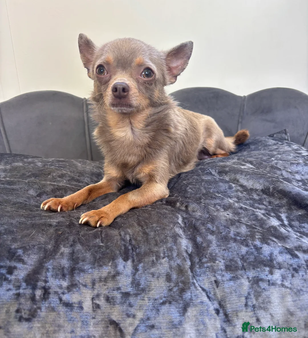 Chihuahua dogs for stud: KC Reg lilac Stunning Stud Boy in Bury Saint Edmunds - Advert 15