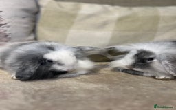 Lionhead rabbits for sale: 4 baby bunnies looking for their forever homes  - Image 5