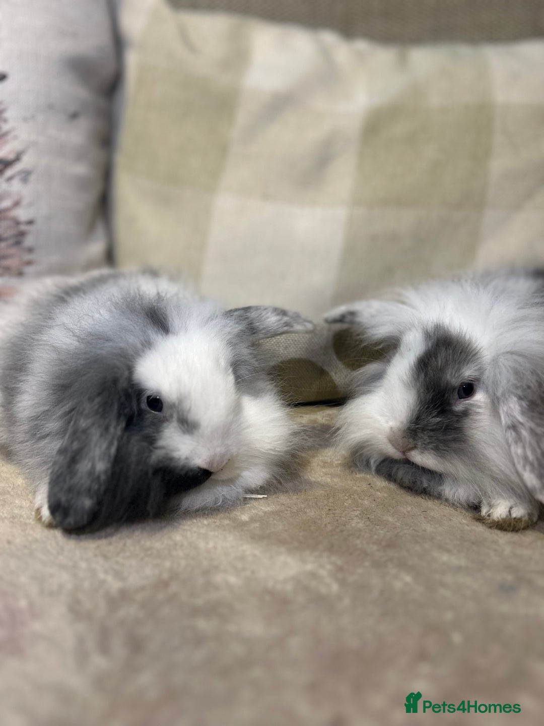 Lionhead rabbits for sale: 4 baby bunnies looking for their forever homes  - Image 5