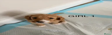 Cockapoo 4