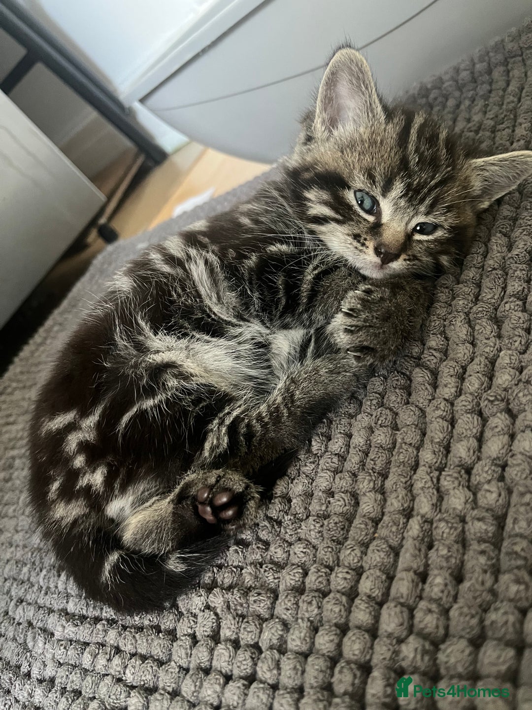 Mixed Breed cats for sale: Make and female tabby kittens for sale  - Image 12