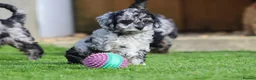 Cockapoo dogs for sale: Beautiful Cockapoo puppies for sale  - Advert 27