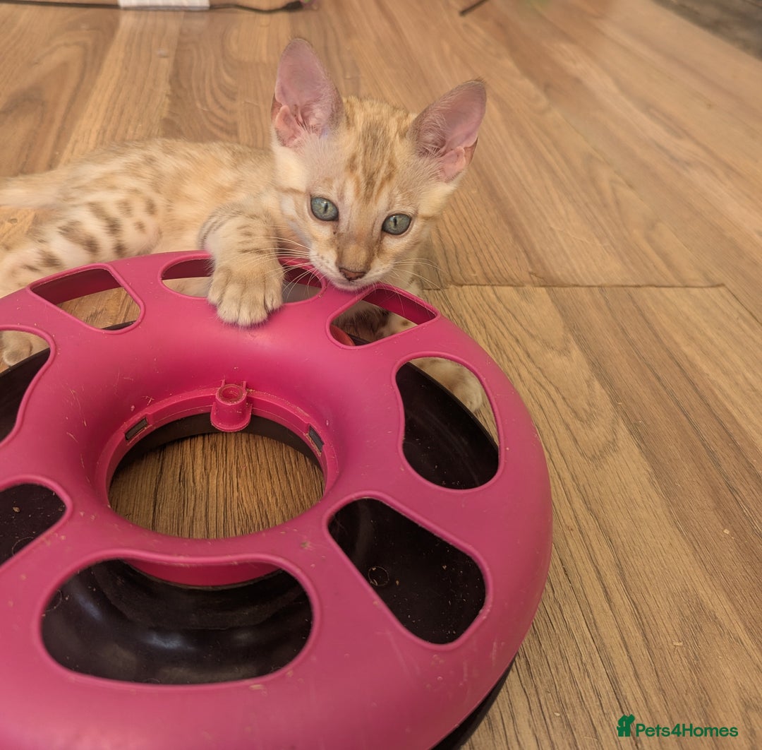 Bengal cats for sale: Bengal Kittens Purebred with Champion Lines  - Image 7