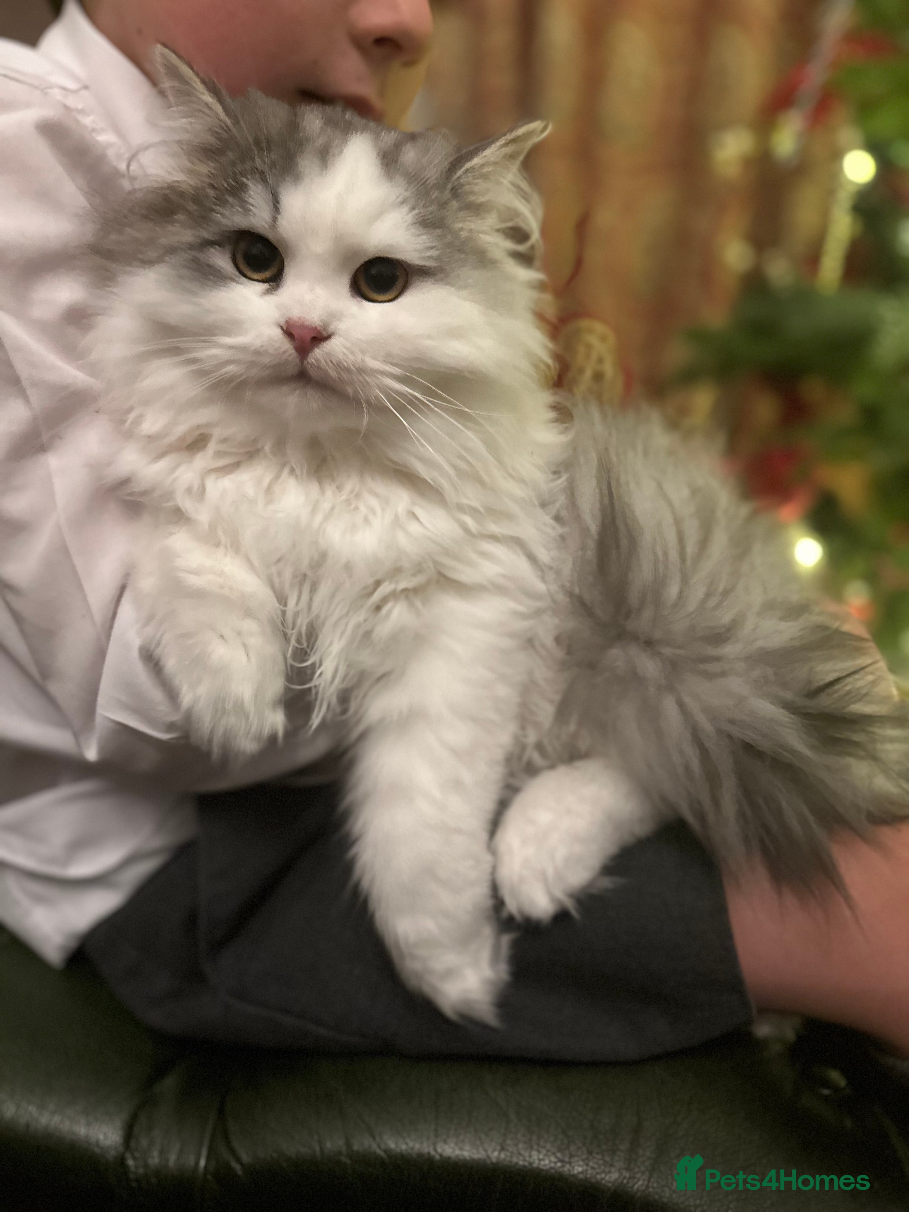 Siberian cats 2 Pedigree Siberian kittens hypoallergenic - ready - Advert 1