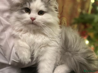 Siberian cats 2 Pedigree Siberian kittens hypoallergenic - ready - Advert 2