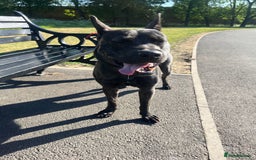 Mixed Breed dogs for sale: Bear - Staffy X German Shepherd - Image 16
