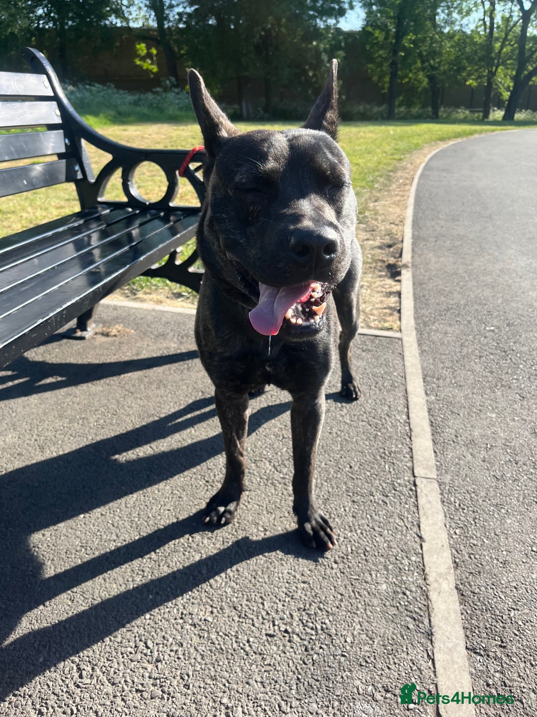 Mixed Breed dogs for sale: Bear - Staffy X German Shepherd - Image 16
