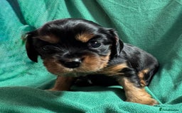 Cavalier King Charles Spaniel dogs for sale: Beautiful Cavalier Puppies - Fully health tested  - Image 18