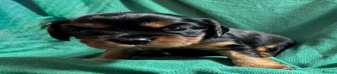 Black and Tan Girl - Green collar