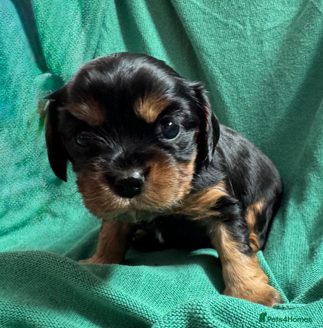 Cavalier King Charles Spaniel dogs for sale: Beautiful Cavalier Puppies - Fully health tested  - Image 18