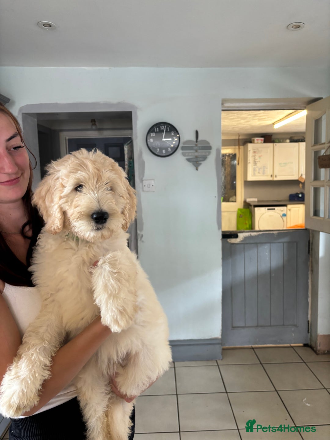 Labradoodle dogs for sale: F1B Standard Labradoodle Puppies Ready Now!🩷💙 - Image 15