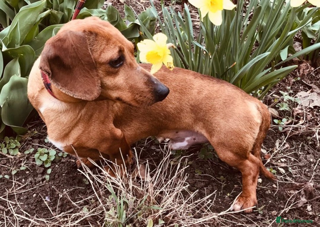 Miniature Dachshund dogs for stud: Red dapple miniature dachshund for stud in Rushden - Advert 2