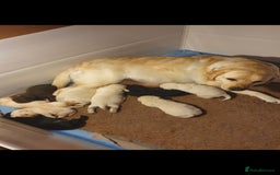 Labrador Retriever dogs for sale: 2 X chocolate Labrador boys - Advert 5