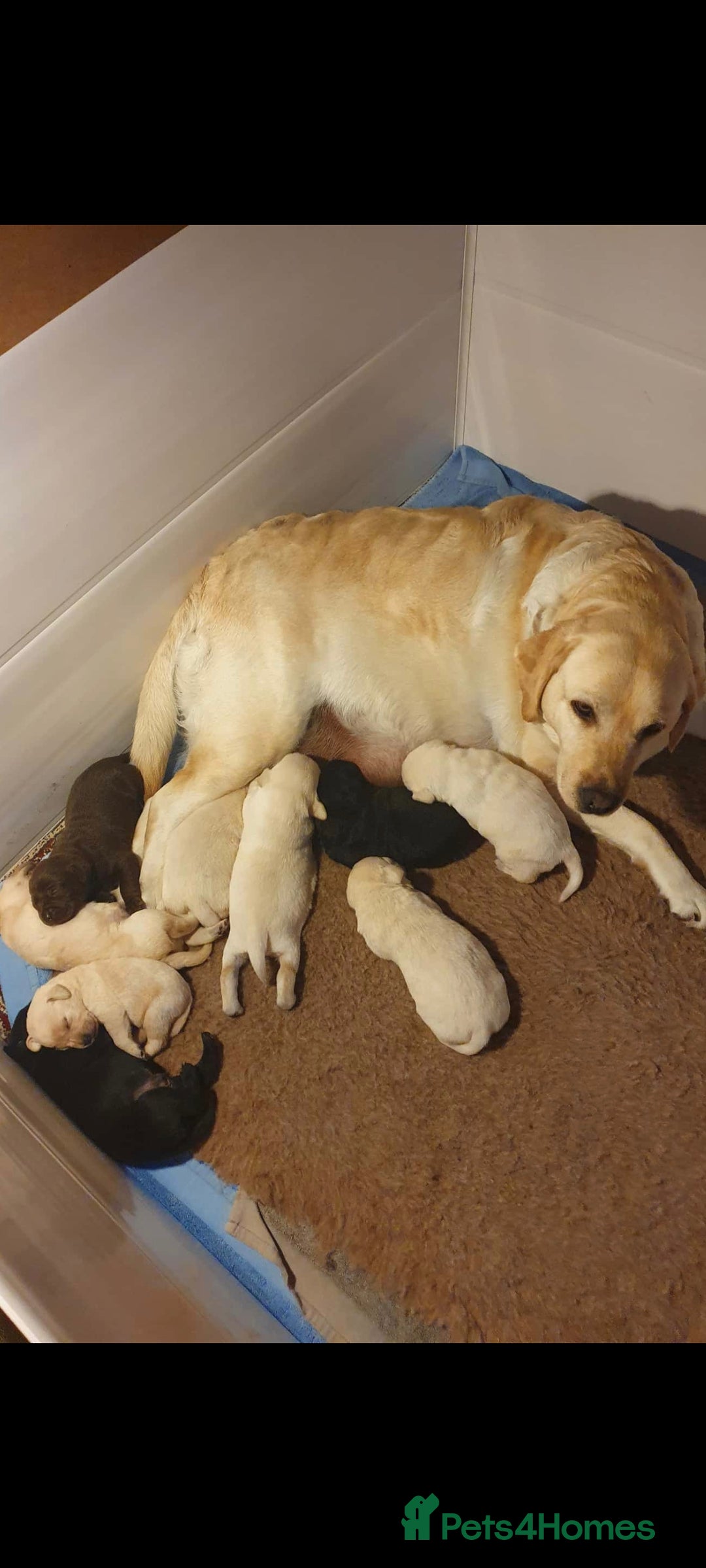 Labrador Retriever dogs for sale: 2 X chocolate Labrador boys - Advert 5