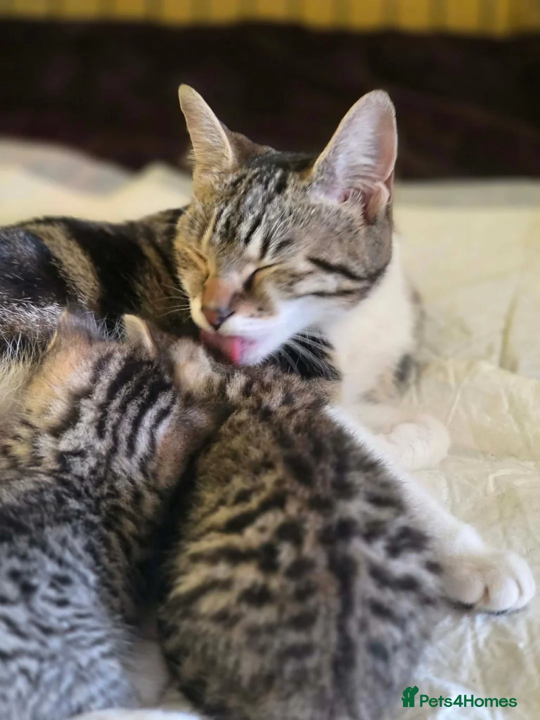 Mixed Breed cats for sale: Kittens ready in 4-5 weeks, 3 girls, 1 boy - Advert 1
