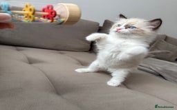 Ragdoll cats for sale: Beautiful Ragdolls READY NOW 💙 - Image 6