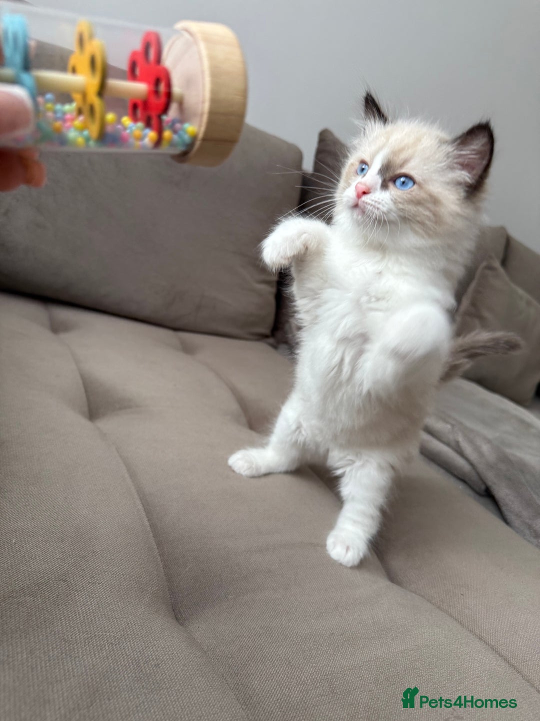 Ragdoll cats for sale: Beautiful Ragdolls READY NOW 💙 - Image 6