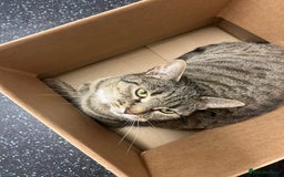 Domestic Shorthair cats for sale: Cat needing rehoming - Image 4