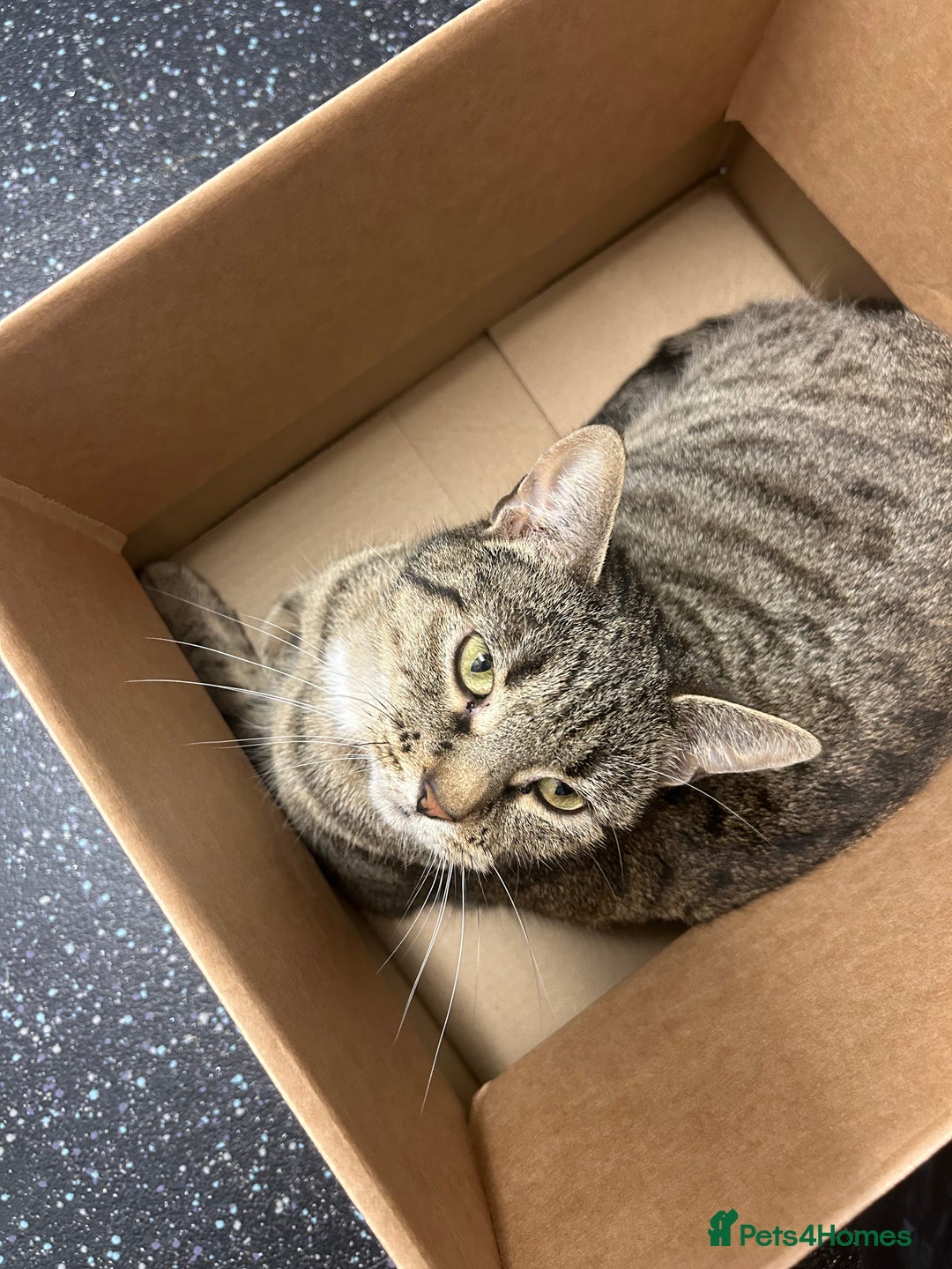 Domestic Shorthair cats for sale: Cat needing rehoming - Image 4