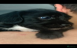 Mixed Breed dogs for sale: Gorgeous Cockapoochon puppies  - Image 7