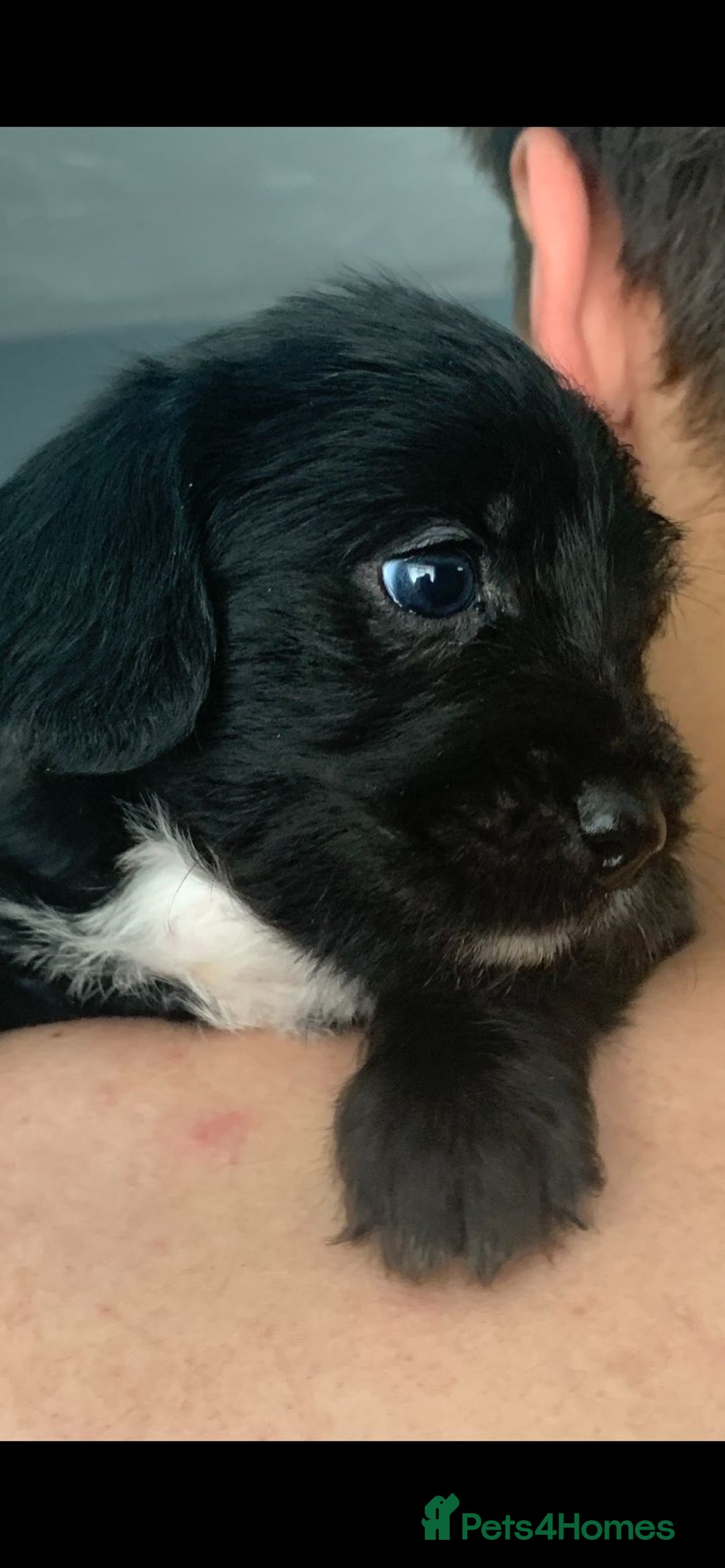 Mixed Breed dogs for sale: Gorgeous Cockapoochon puppies  - Image 7