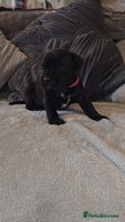 Staffordshire Bull Terrier dogs STAFFORDSHIRE BULL TERRIERS PUPS - Advert 4