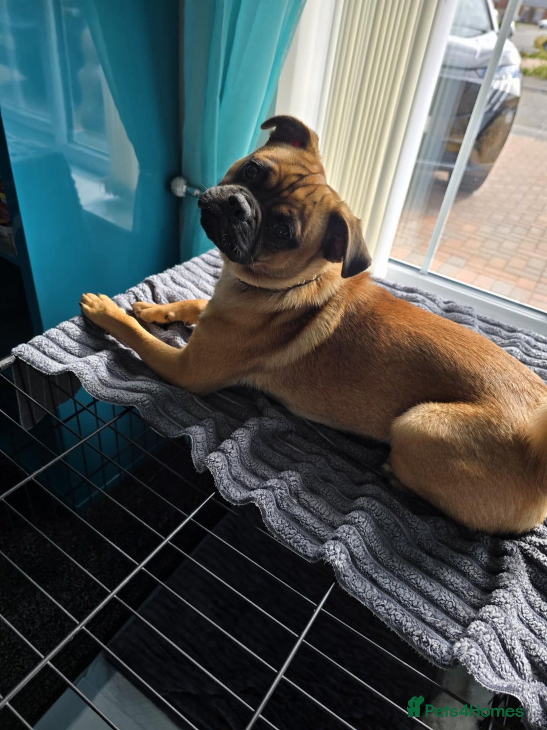 Jug dogs for sale: Pug*Jack Russell  - Image 6
