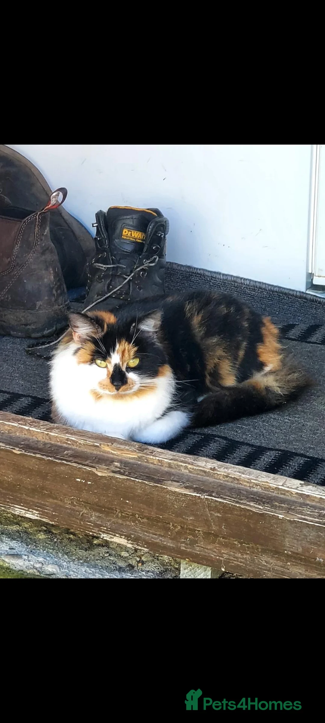 British Longhair cats for sale: Kittens for sale - Advert 12