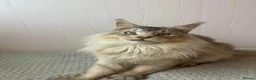 Maine Coon cats for sale: Retired Russian Stud - Advert 3