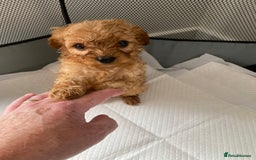 Cavapoo dogs for sale: Cavapoo puppys - Image 5