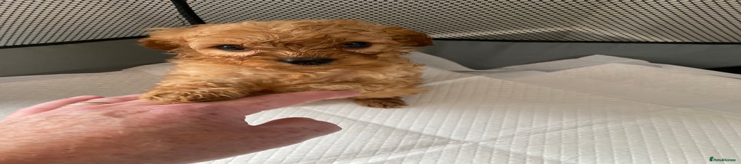 Cavapoo Puppy 2
