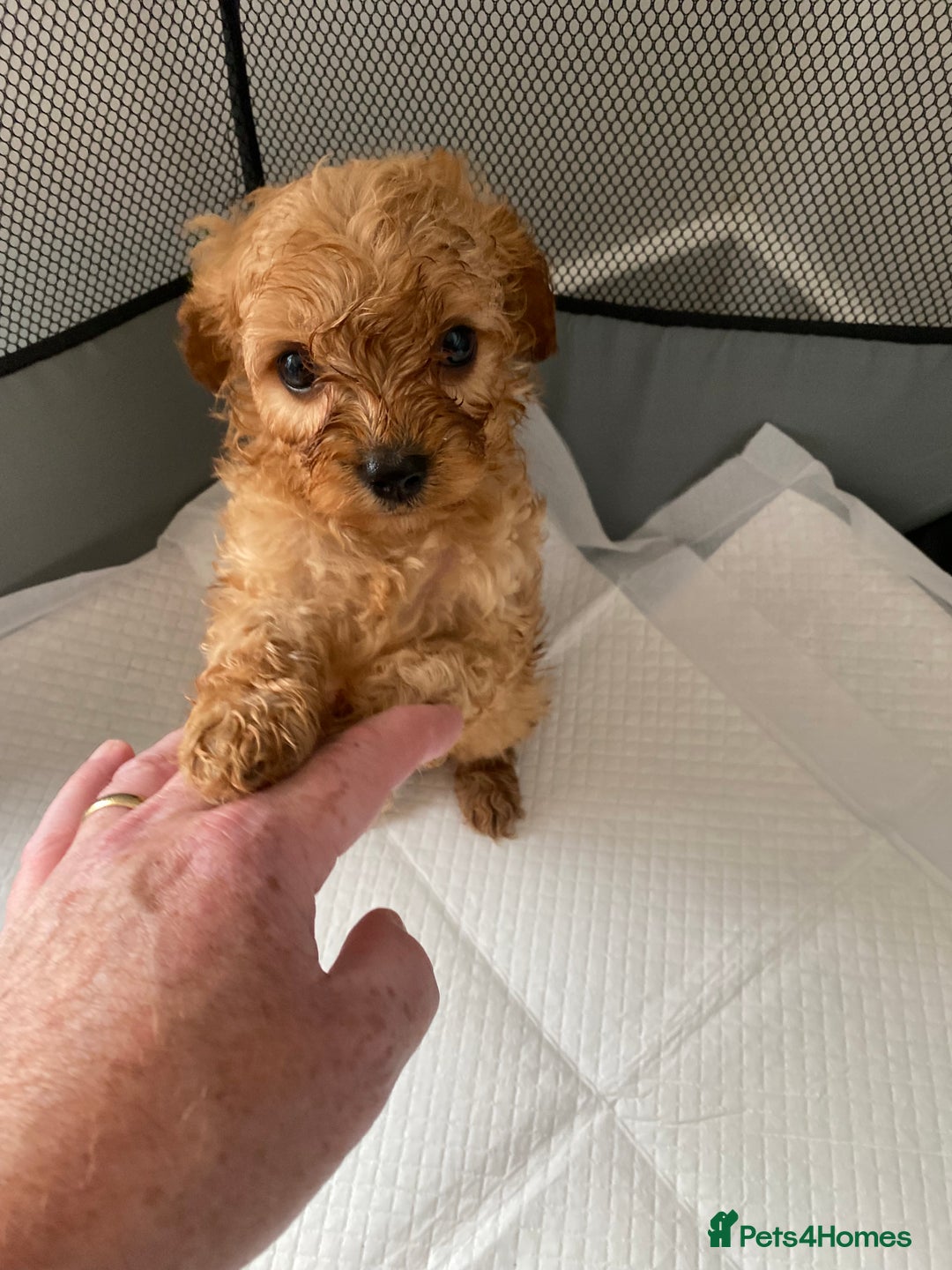 Cavapoo dogs for sale: Cavapoo puppys - Image 5