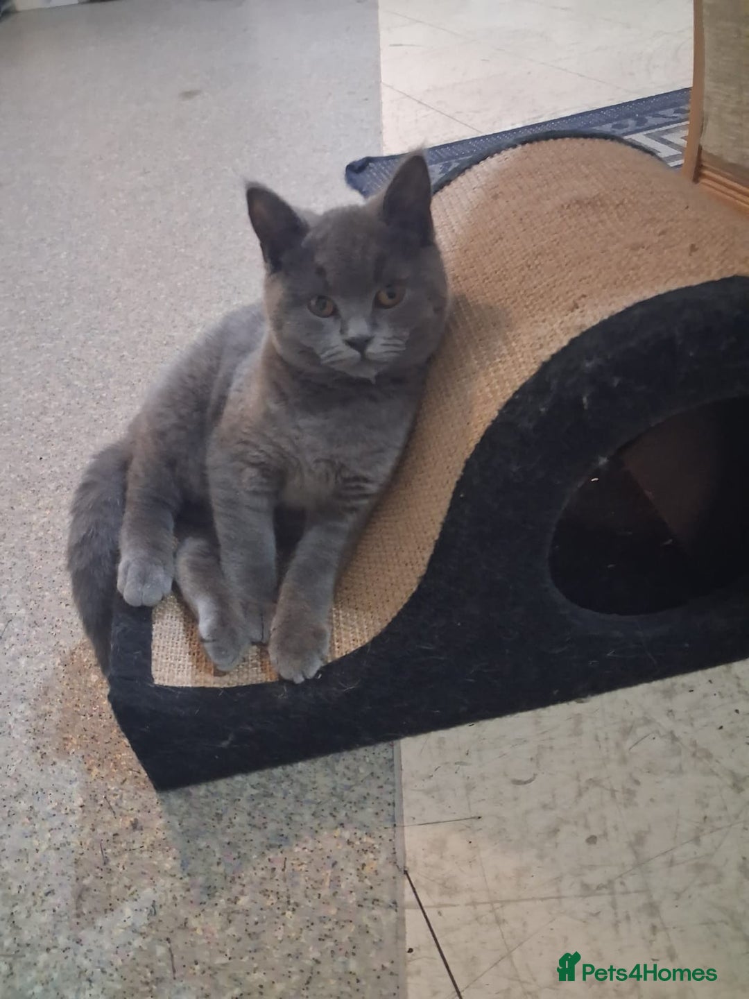 British Shorthair cats for sale: Bsh blue boy gccf - Advert 1