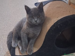 British Shorthair cats Bsh blue boy gccf - Advert 5