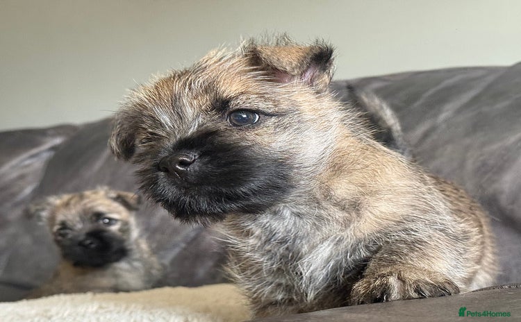 Cairn Terrier dogs - Advert 9
