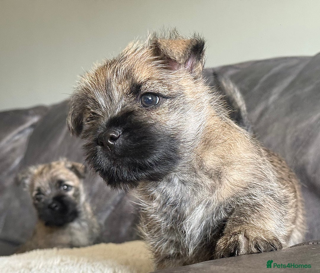 Cairn Terrier dogs for sale: Quality Cairn male pup available 8th August - Image 1